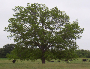 Native Pecan Tree