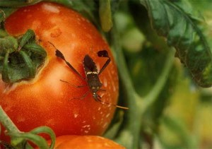 Leaf footed bug on tomato.
