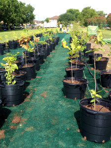170 trees were repotted into 12 gallon pots.