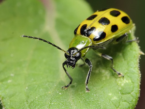 Spotted Cucumber Beetle