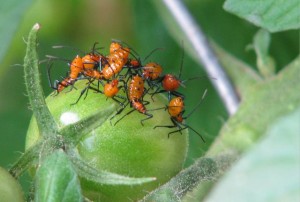 Stink Bug Nymphs