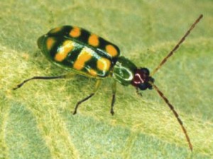 Banded Cucumber Beetle