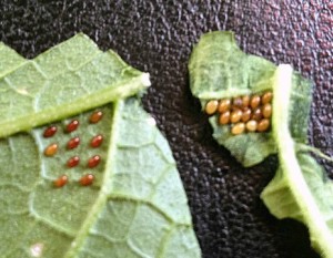 Cucumber Beetle Eggs