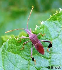 Leaf Footed Stink Bug