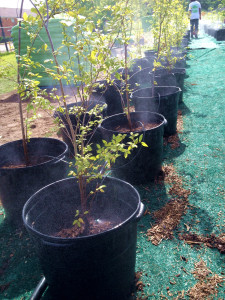 The trees are watered for 4 minutes twice a day.