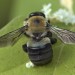 Carpenter bee