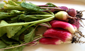 radishes