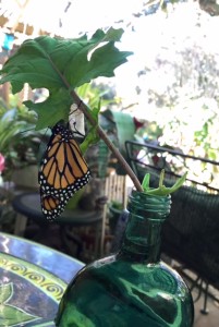 Monarch emrges from chrysallis.
