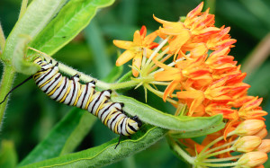 Monarch caterpillar on butterfly milkweed (Asclepias tuberosa).