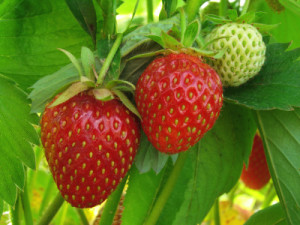 strawberries