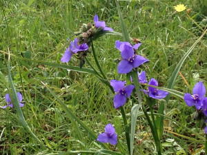 Spiderwort