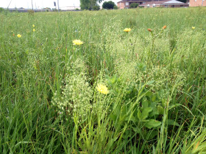 Westbury Pocket Prairie