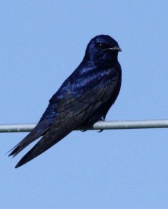 Purple Martin