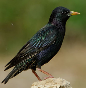 European Starling