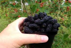 Mulberries contain a wide variety of phytonutrients.