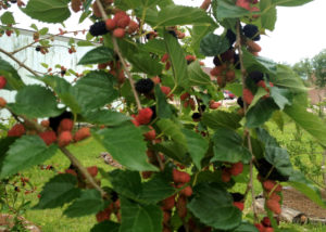 Mulberries!