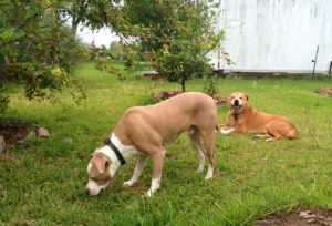 Pico likes mulberries.