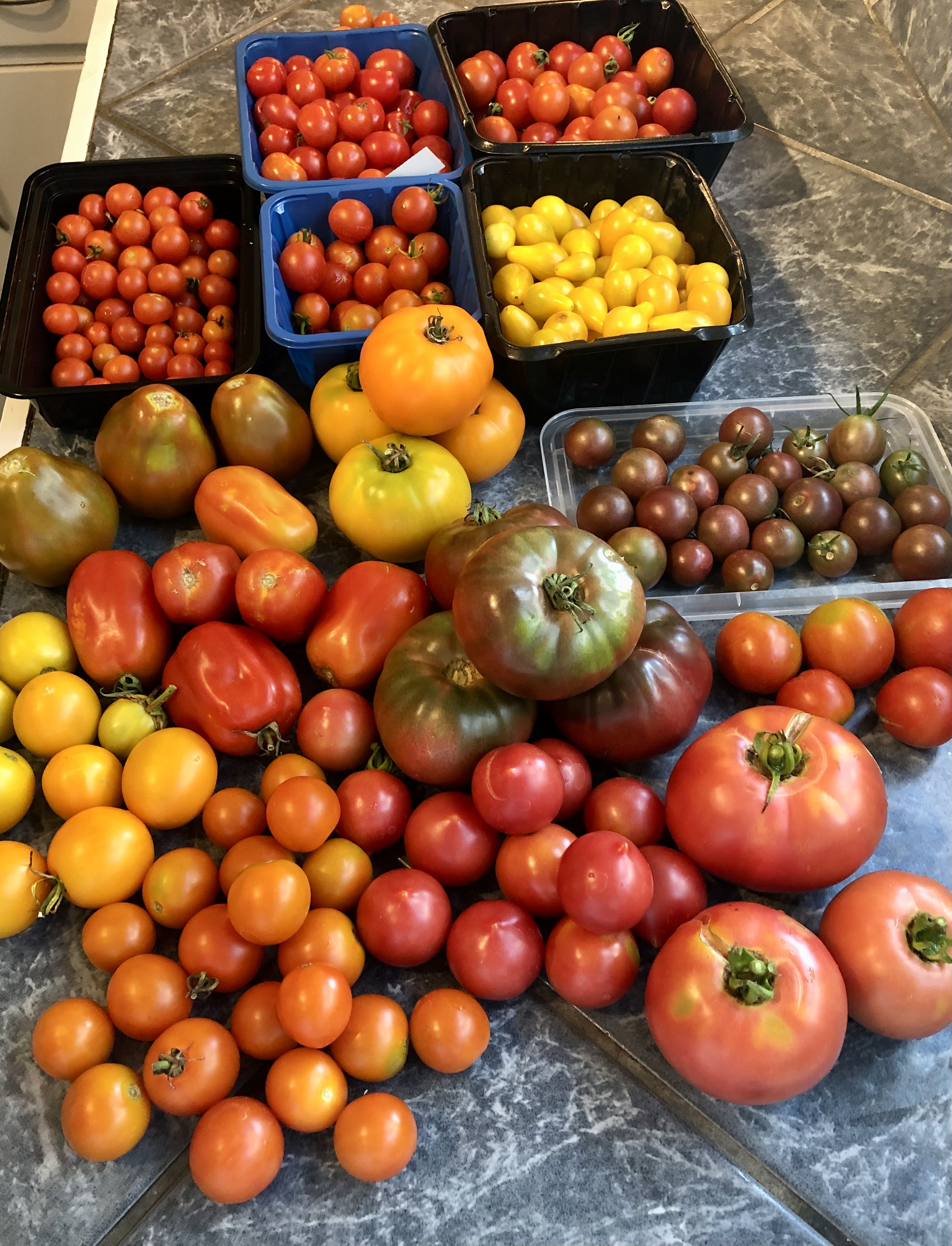 It's Tomato Tasting Time!